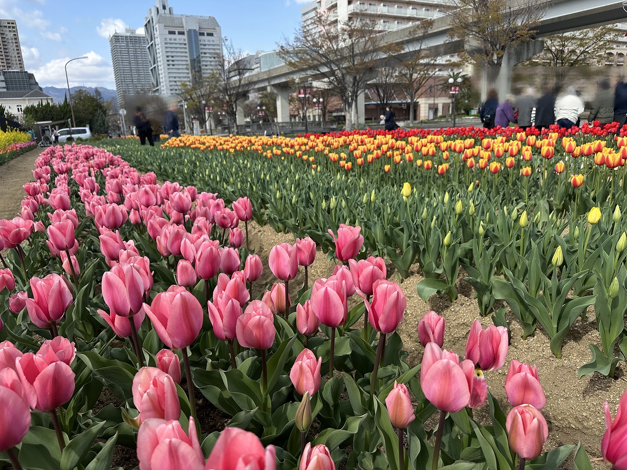 【神戸市東灘区】『第24回 六甲アイランドチューリップ祭』会期が4月13日迄に延長！ 2025年の見頃はこれから。4月4日に行って来ました。