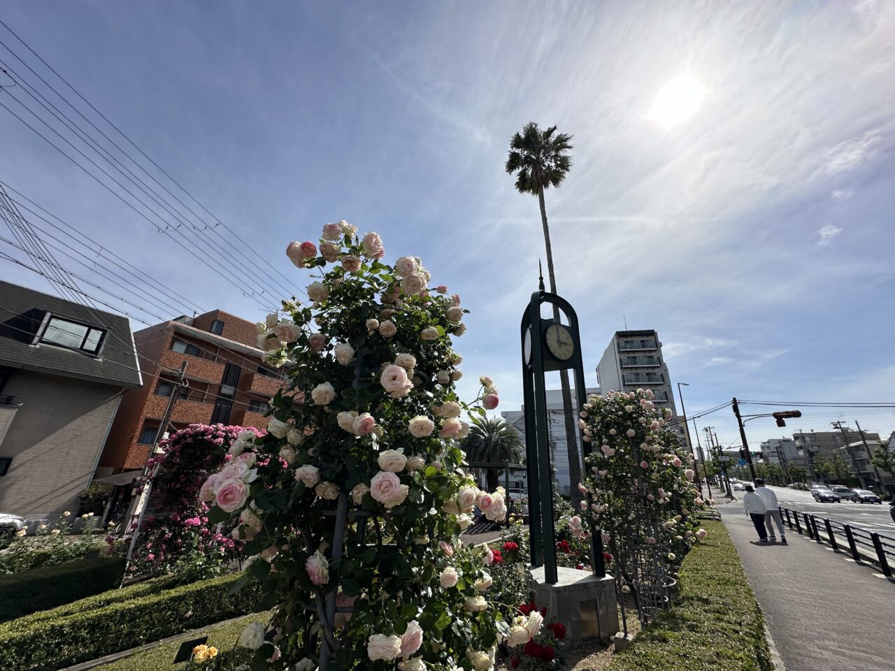 【神戸市東灘区】異変…。あの“ひょろ～っとしたヤシの木”が…ない！？本山街園（バラ公園）で静かに起きていた変化