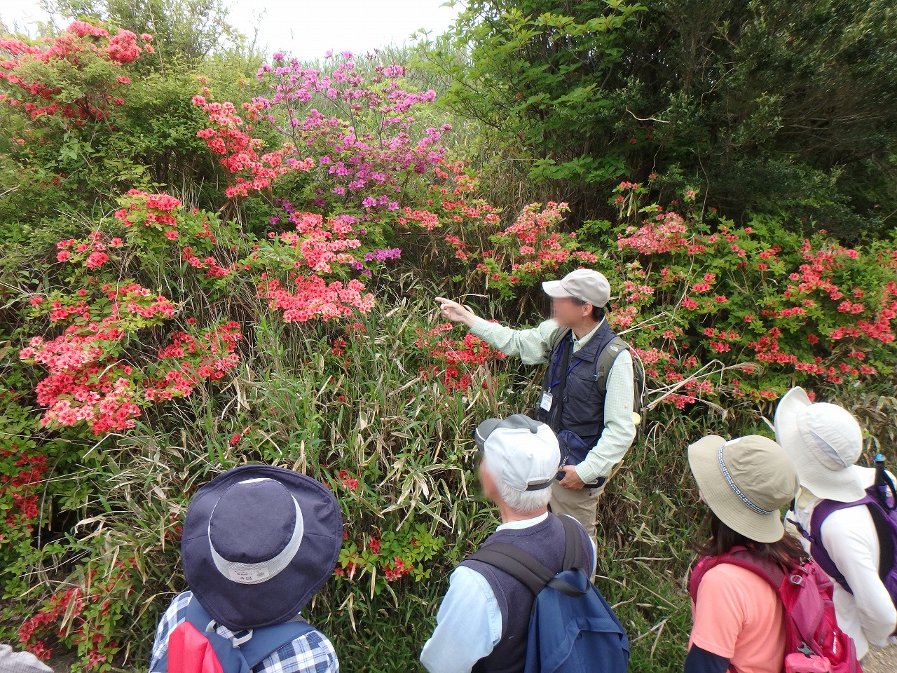 【神戸市灘区】参加無料♪ ガイドと一緒に…六甲山「春の花めぐりハイキング」2026年5月16日(土)開催！定員20名