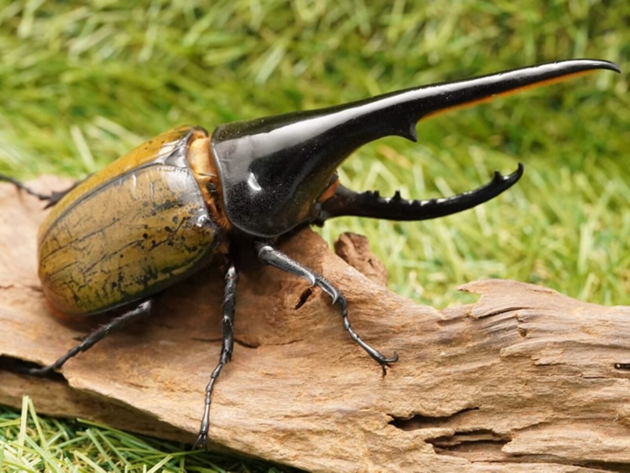 【神戸市】世界のカブトムシ・クワガタが神戸ハーバーランドに大集合！ 8月2日「バグズカンタービレ♪～昆虫の祭典～」開催