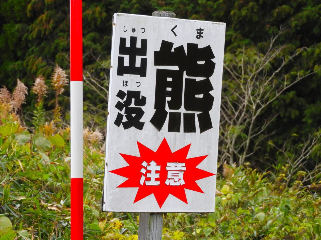 【神戸市】とうとう神戸市内でもクマの情報が…。6月11日、北区道場町の山林で成獣とみられるクマを撮影