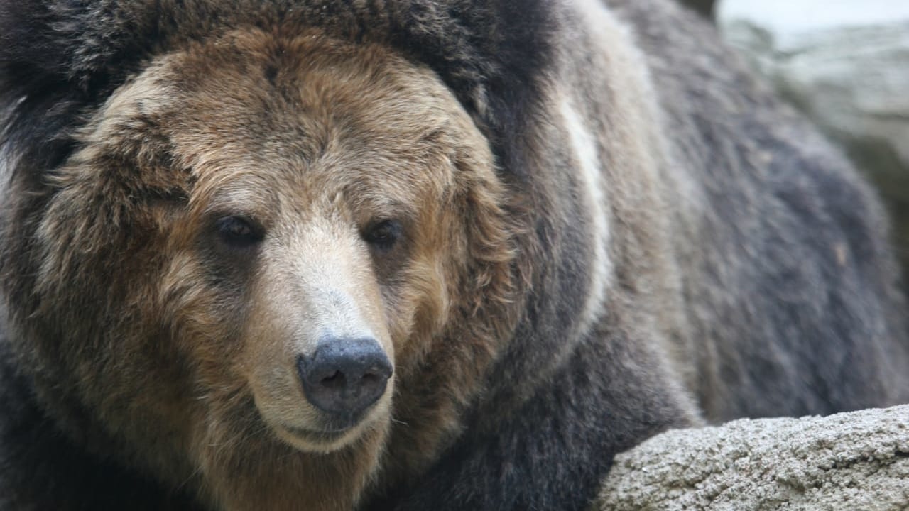 クマ出没