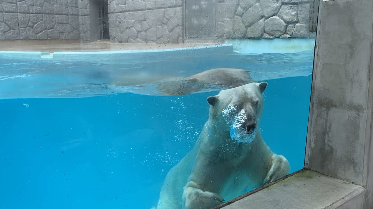 日本平動物園ロッシー