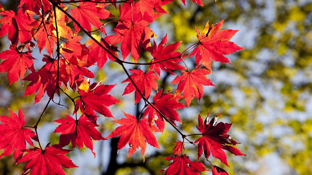 駿府城公園の紅葉