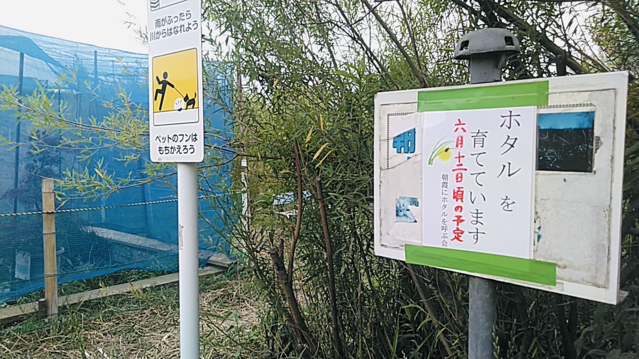 朝霞市】ホタルの鑑賞スタート☆「わくわく田島緑地」で幻想的な景色が