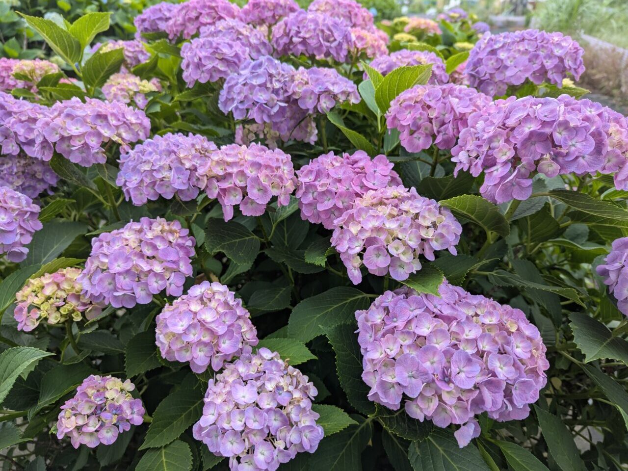 朝霞市黒目川沿いにある浜崎黒目花広場のあじさい