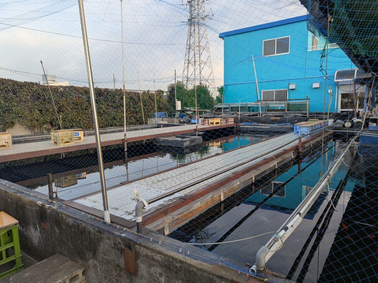 朝霞養魚場の釣り堀