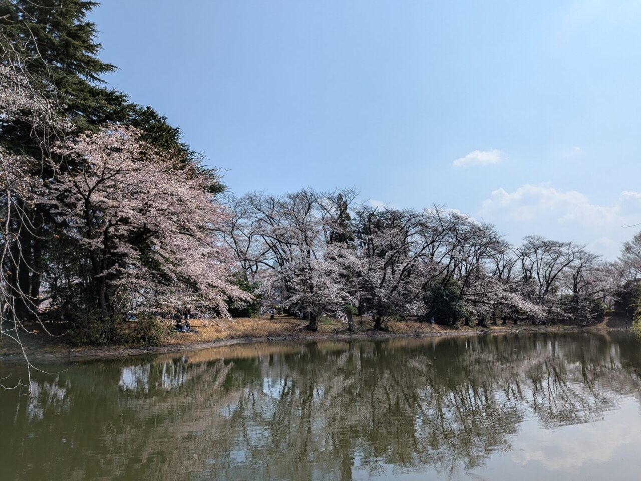 陸上自衛隊朝霞駐屯地の桜の様子