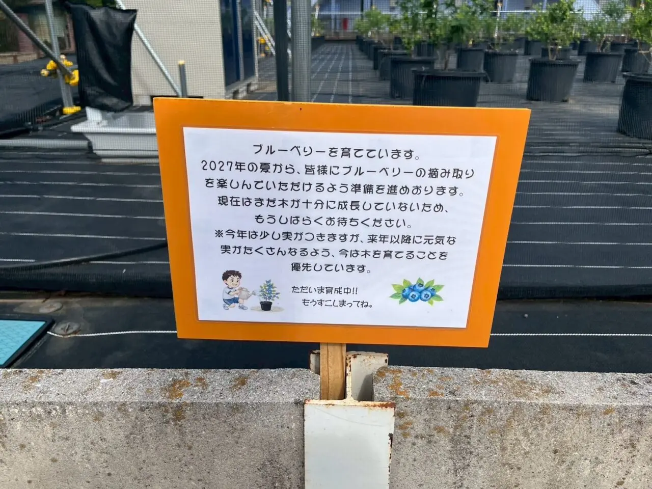 朝霞市根岸台に準備中のブルーベリー農園の張り紙