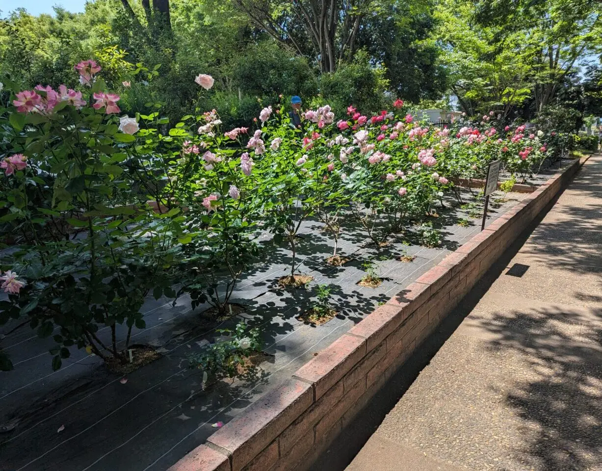 朝霞市の青葉台公園のテニスコート横に植えられているバラ