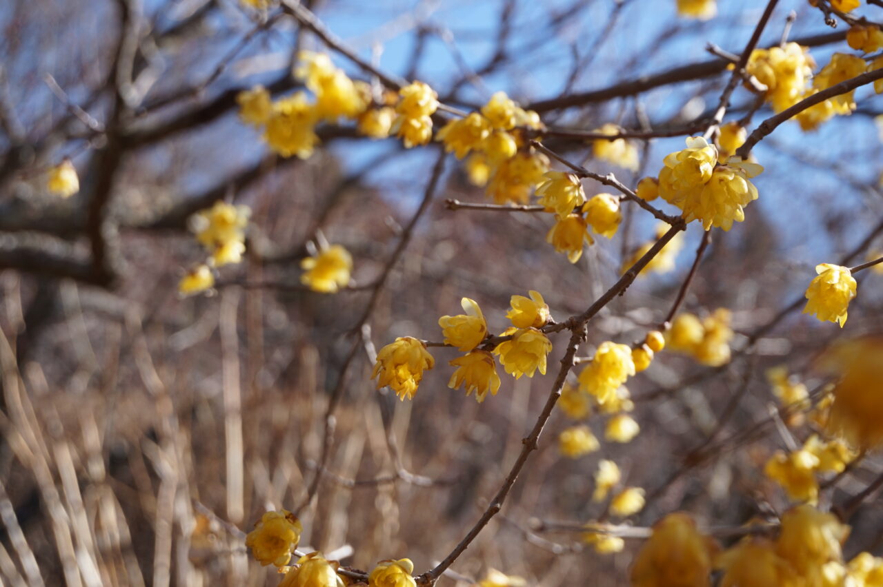 2025年2月筑波山梅まつり