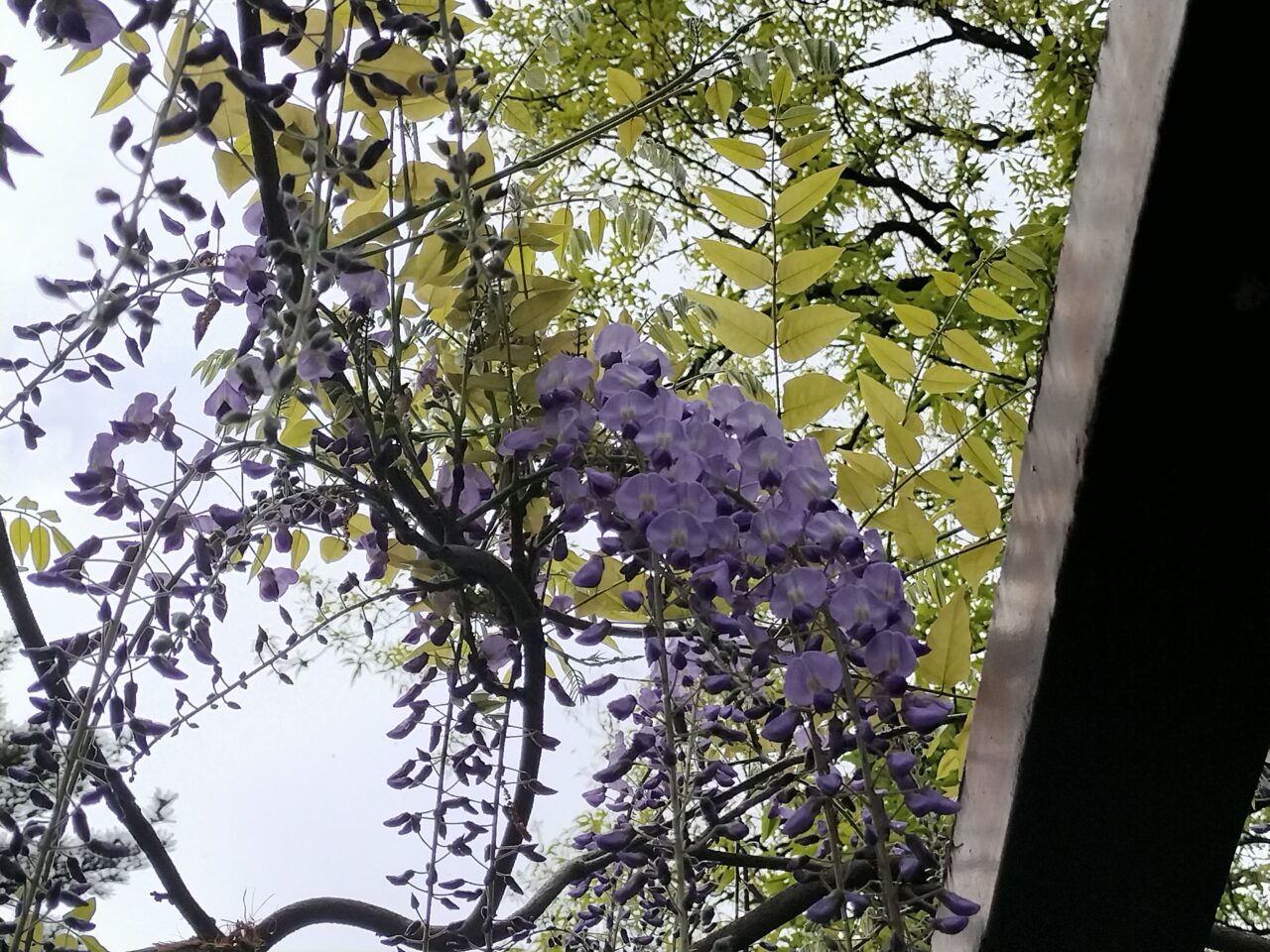 2025年4月松見公園