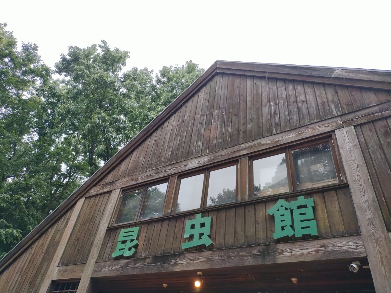 2025年6月豊里ゆかりの森昆虫館