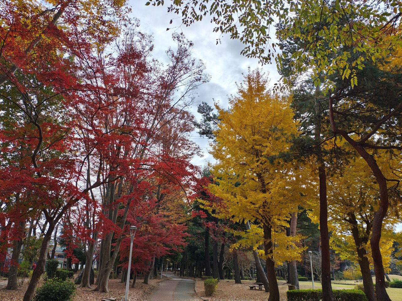 2025年11月赤塚公園