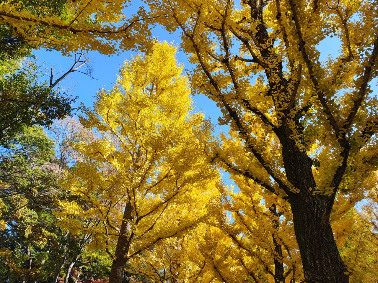 2025年11月洞峰公園