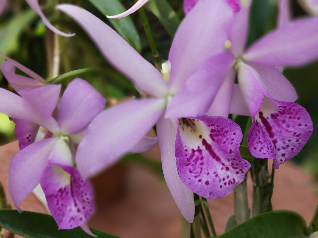 2025年11月筑波実験植物園つくば蘭展