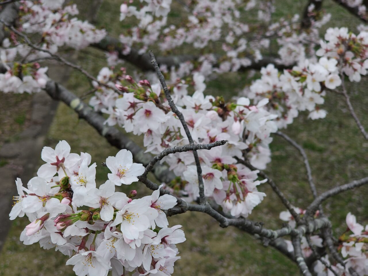2026年4月反町の森公園