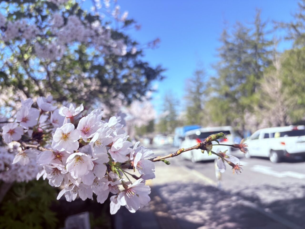 2026年開成山公園の桜