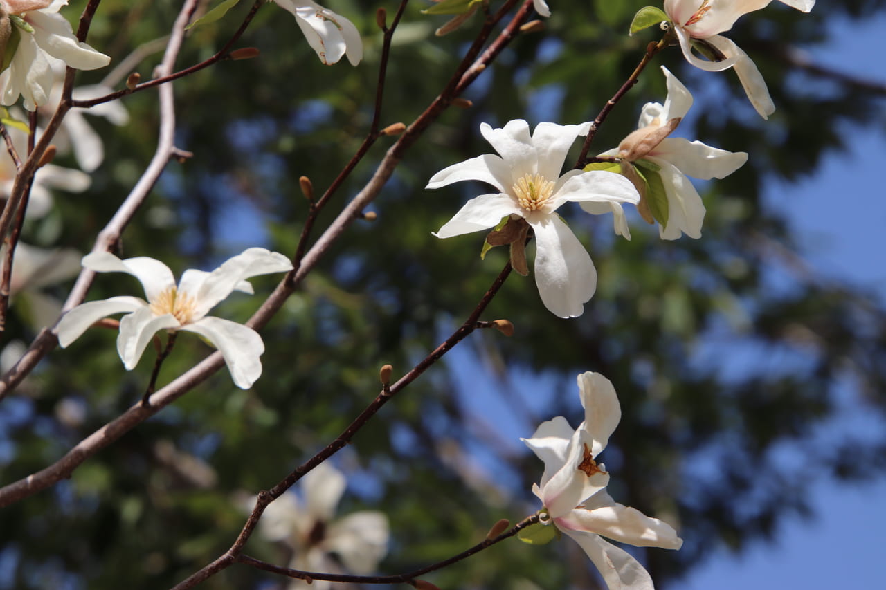 立川市 フジテレビ系もしもツアーズでgreen Springsが登場します 3月27日 土 号外net 立川市 昭島市