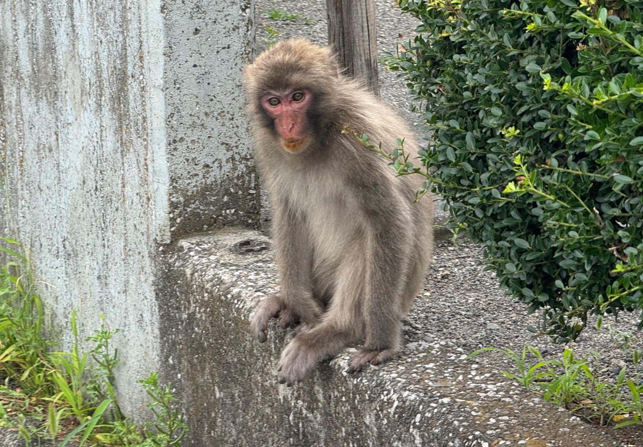 昭島市】相次いで出没しているサルを玉川町で目撃しました。近隣の方は特にご注意ください！ | 号外NET 立川市・昭島市