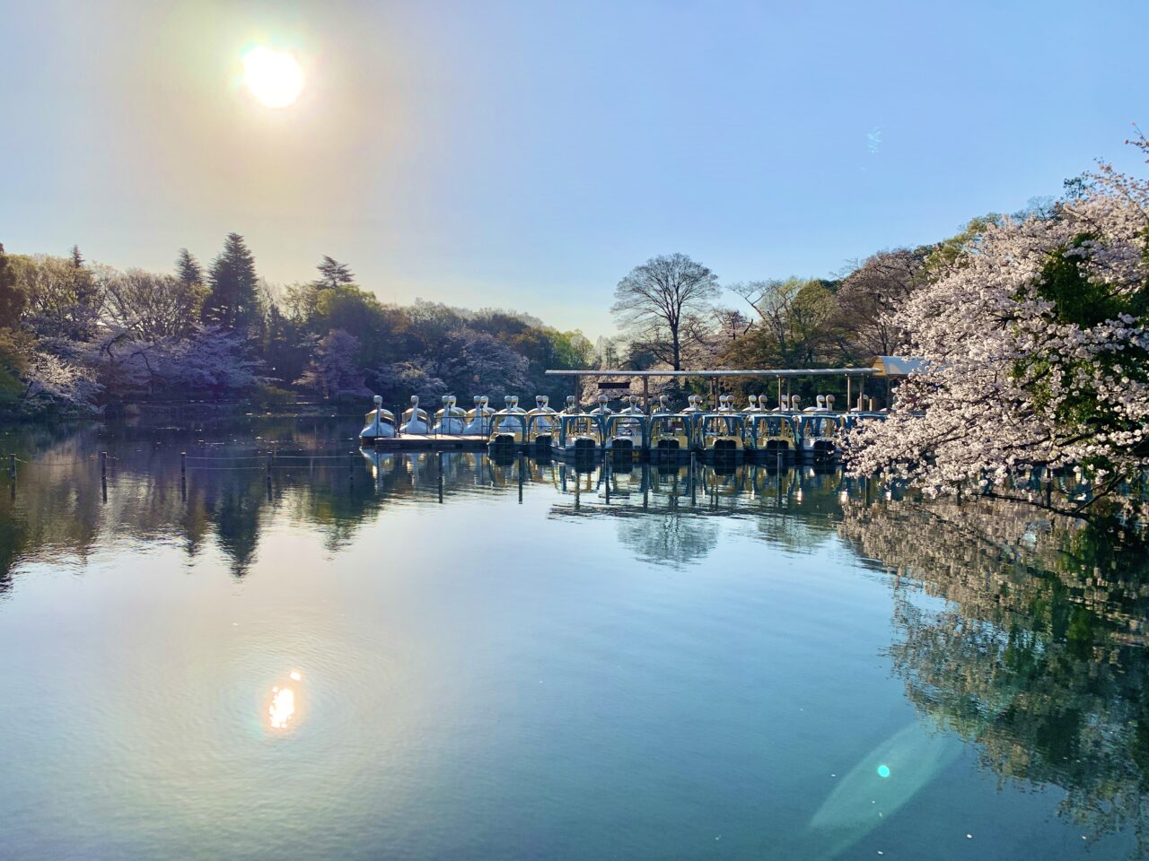 桜の開花