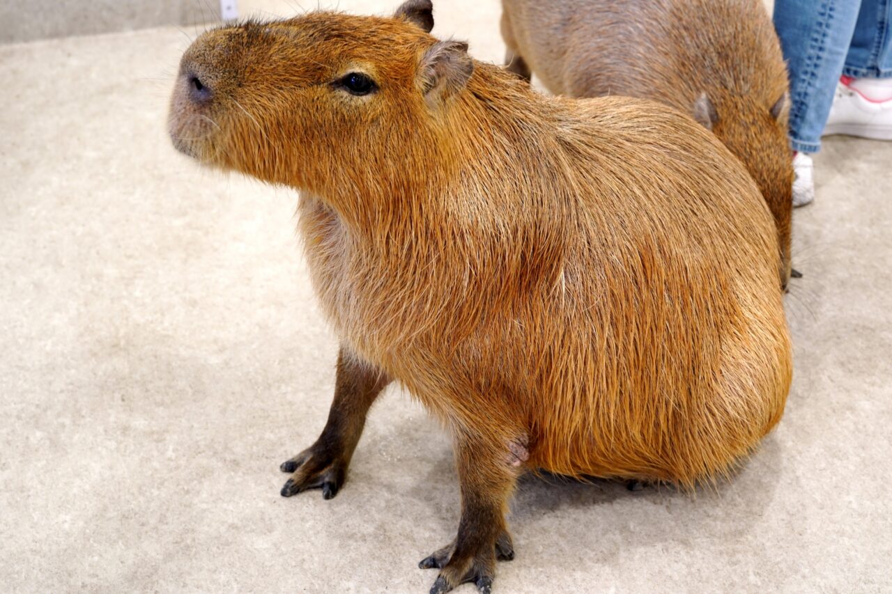 カピバラ