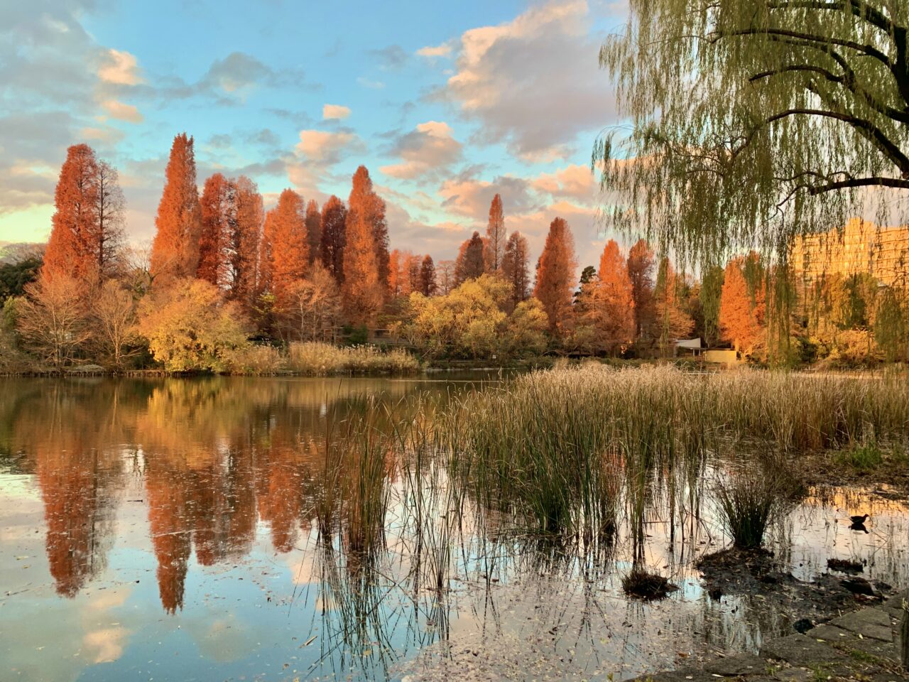 井の頭恩賜公園