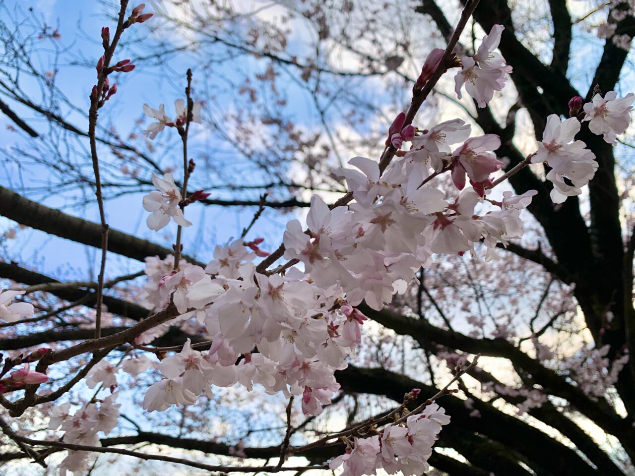 桜の開花