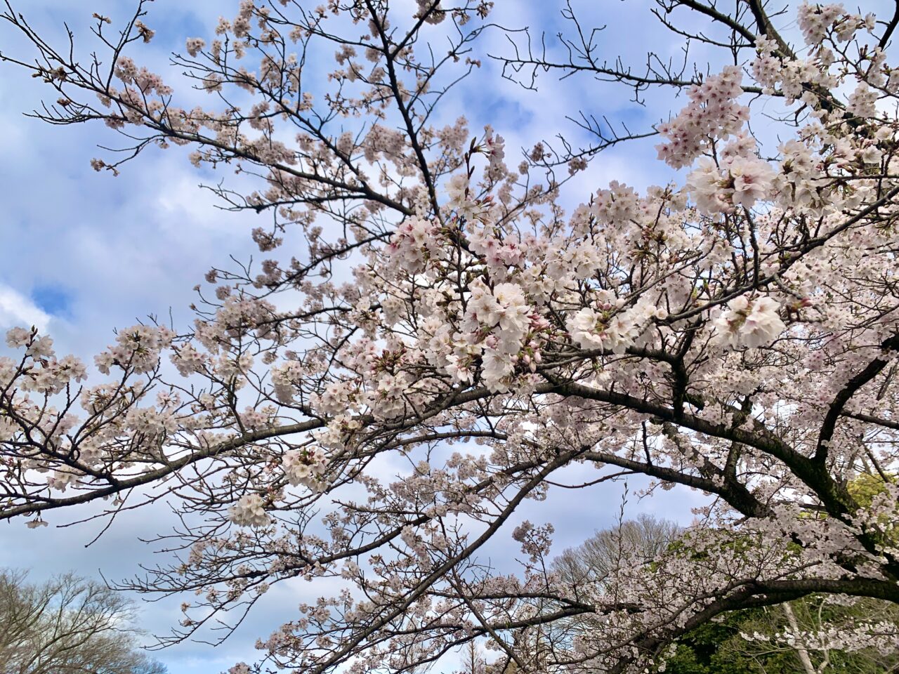 桜の開花