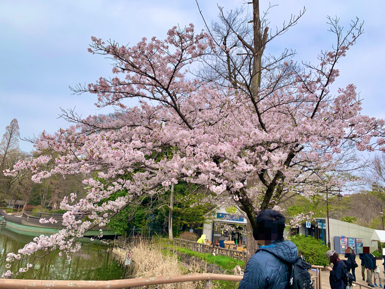 桜の開花