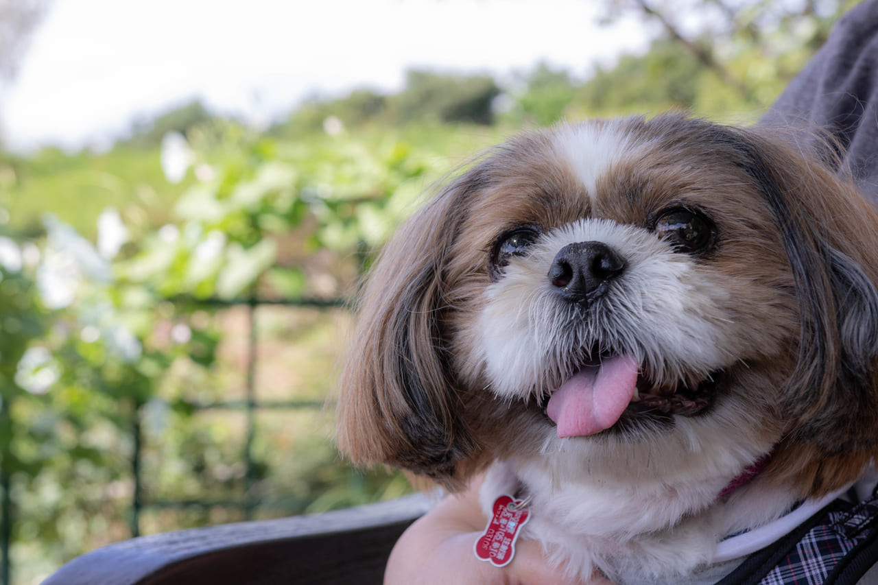 府中市 自慢のペット 犬 猫 のお写真大募集 ミッテン府中でわんにゃんペット写真展が開催中です 号外net 東京都府中市