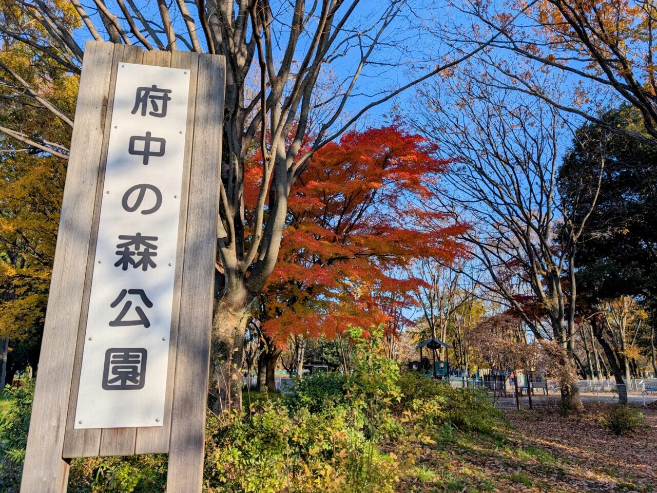 府中の森公園2024冬