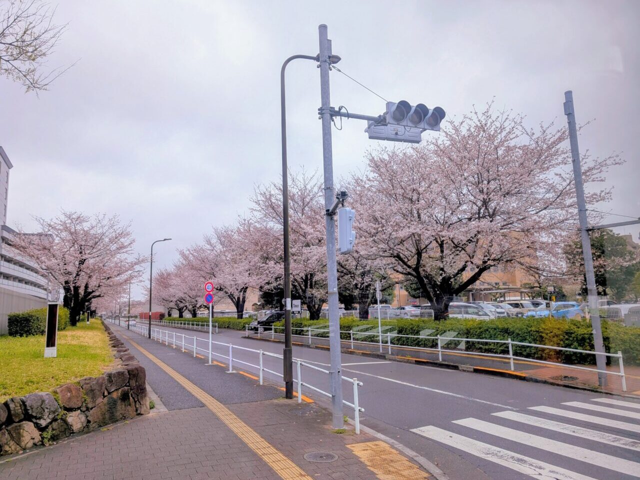 20250402sakura03