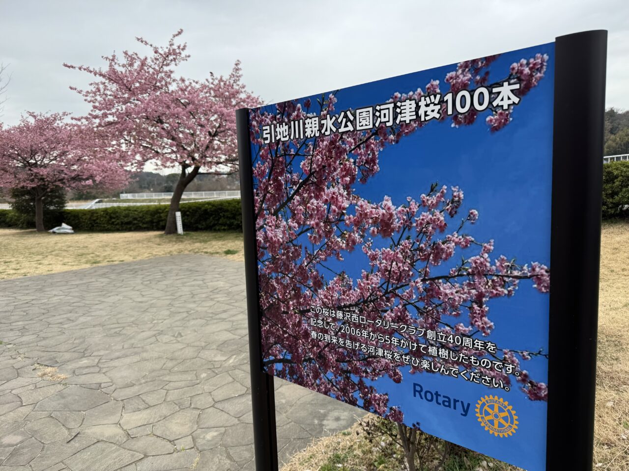 【藤沢市】2026年春到来！ 藤沢のお花見スポット「引地川親水公園」の河津桜が彩る春景色♪