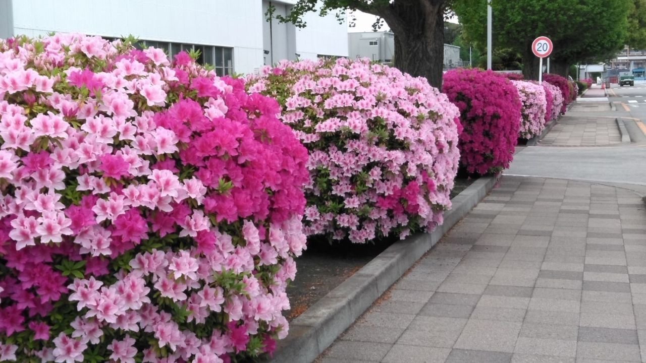 【藤沢市】ツツジ鑑賞やキッチンカーなどが楽しめる入場無料の人気イベント「第3回荏原フレンドシップデー」が4月26日に本藤沢の荏原製作所で開催されます♪