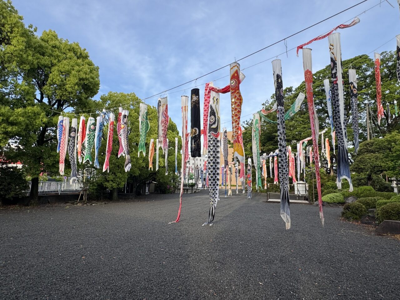 【藤沢市】GWの風物詩！ 白旗神社に約100匹のこいのぼりが登場！5月5日は子どもの日を祝う「牛若まつり」が開催されます♪