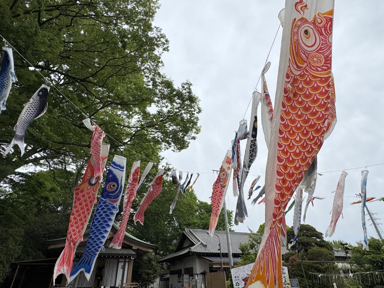 白旗神社の鯉のぼり