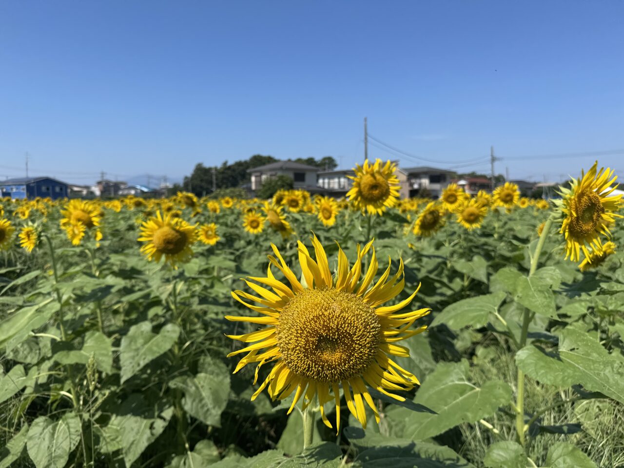 「フルーツパーク長後」の花畑の『9月のヒマワリ』