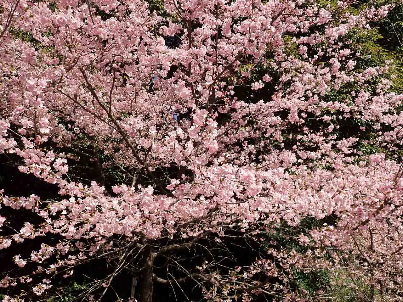 美しい川越の仙波河岸史跡公園の河津桜