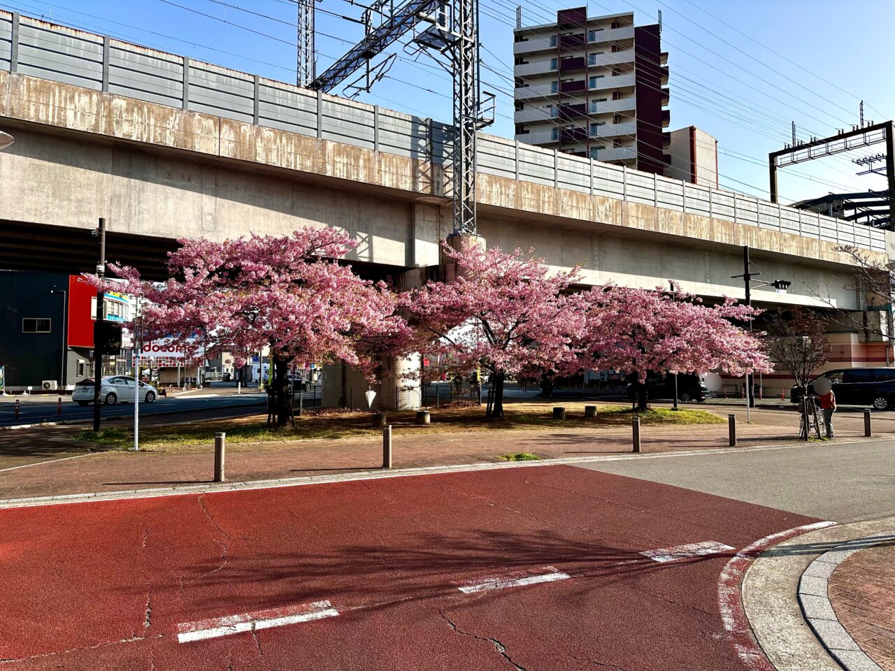 2026年花畑駅の河津桜
