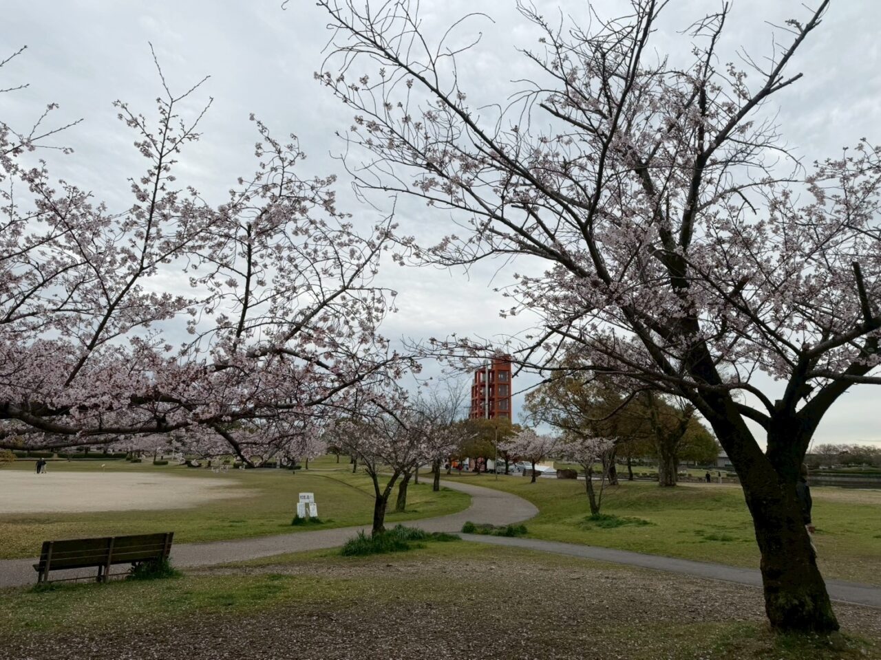 落合公園桜ー２